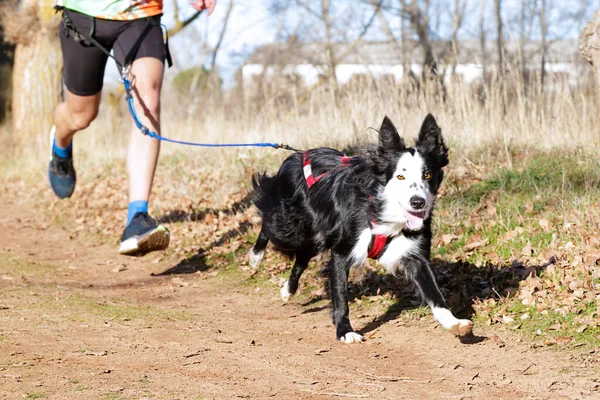 Hund Und Mensch Beim Beliebten Canicross Rennen — Stockfoto