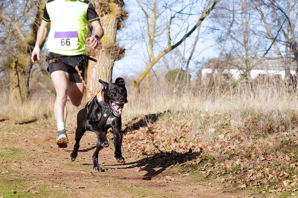 Köpek ve insan popüler bir kanikros yarışına katılıyor.