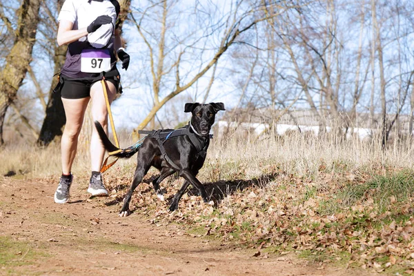 Dog and woman taking part in a popular canicross race
