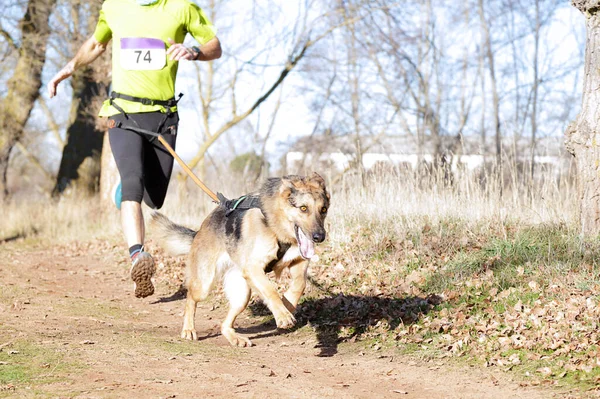 Köpek ve insan popüler bir kanikros yarışına katılıyor.