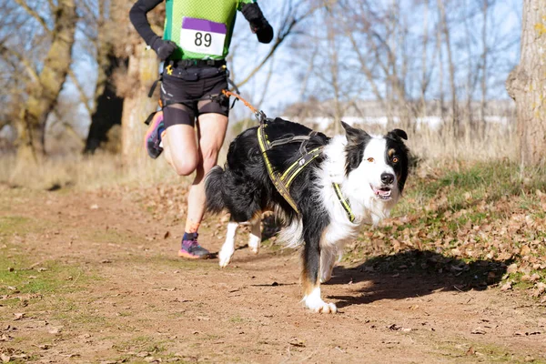 Köpek ve insan popüler bir kanikros yarışına katılıyor.