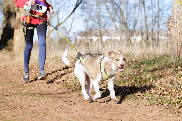 Dog and woman taking part in a popular canicross race