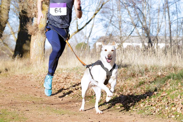 Hund Och Människa Deltar Populär Canicross Race Stockbild