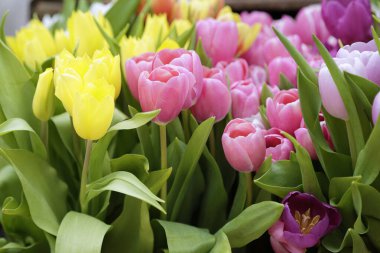 Çok renkli lalelerin arkaplanı.