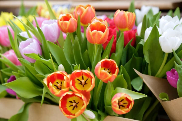 Background of multi colored tulips.