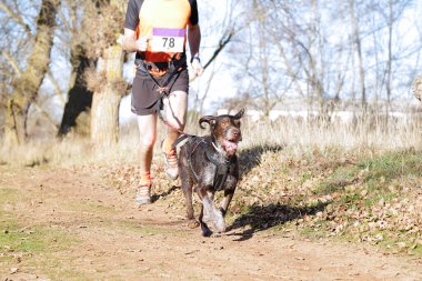 Köpek ve insan popüler bir kanikros yarışına katılıyor.