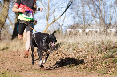 Köpek ve insan popüler bir kanikros yarışına katılıyor.