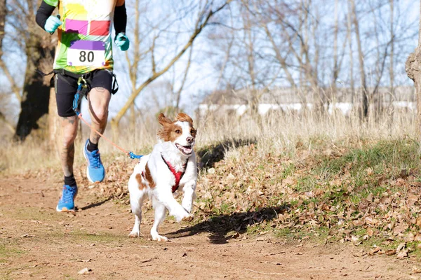 Pies Człowiek Biorący Udział Popularnym Wyścigu Canicross — Zdjęcie stockowe