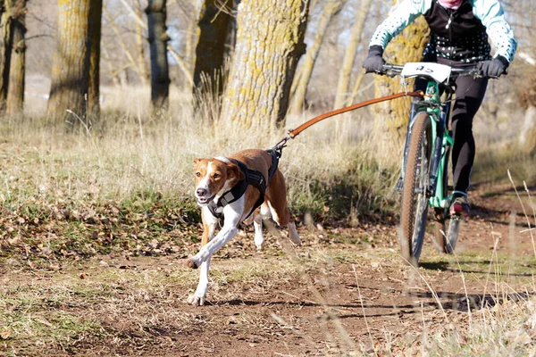 犬とその母親が自転車で人気のあるカニカスに参加します 自転車競技 ストック画像