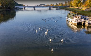 Piestany 'deki Vah nehri üzerindeki köprü, kuğular, Slovakya.