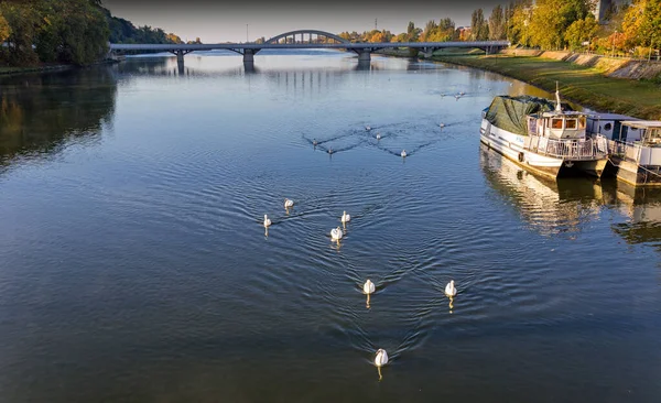 Piestany 'deki Vah nehri üzerindeki köprü, kuğular, Slovakya.
