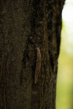 Kabuksuz salyangoz, meşe ağacında sümüklüböcekler