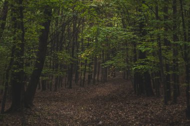 Meşe ormanı, renkli doğa sonbahar, sis