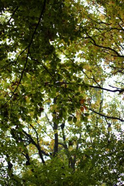 Meşe yaprakları, renkli sonbahar, doğa, güzellik