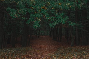 Meşe ormanı, renkli doğa sonbahar, sis