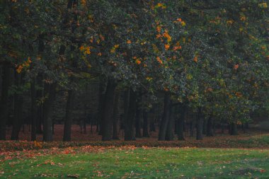 Meşe ormanı, renkli doğa sonbahar, sis