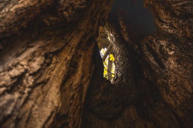 Gövde, ağaç, meşe ağacı, doğa...