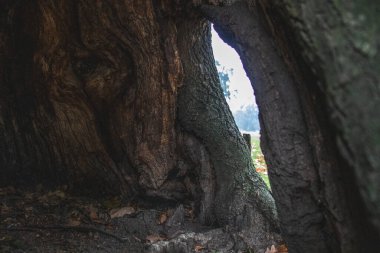 Gövde, ağaç, meşe ağacı, doğa...