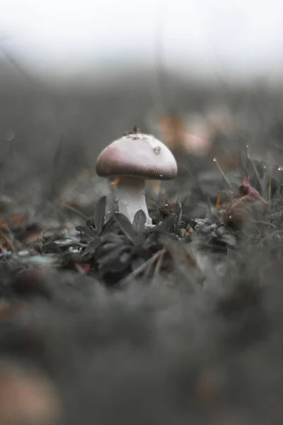 Pequeno Cogumelo Branco Grama Cinza — Fotografia de Stock
