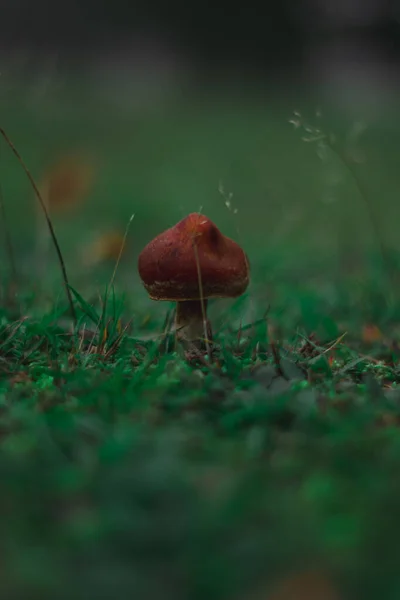 Маленький Червоний Гриб Траві — стокове фото