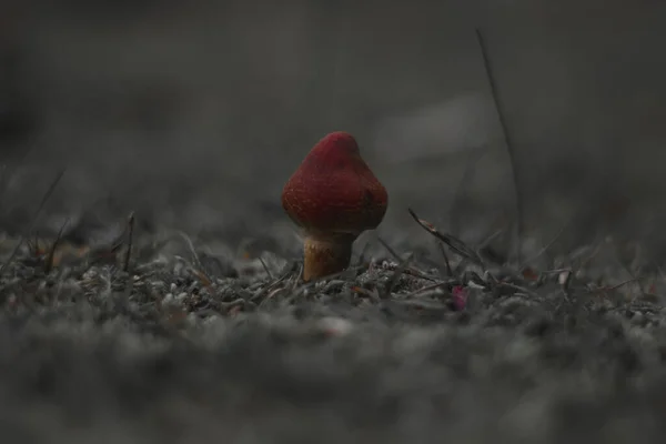 Pequeno Cogumelo Vermelho Grama Minúsculo — Fotografia de Stock