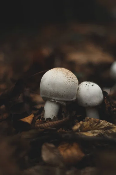 Funghi Bianchi Piccoli Minuscoli Foglie Autunnali Stagione — Foto Stock