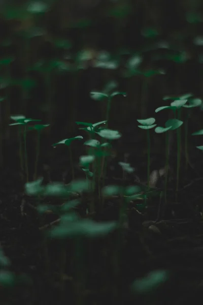 Mini Plantes Vertes Belle Nature Lumière Sombre — Photo