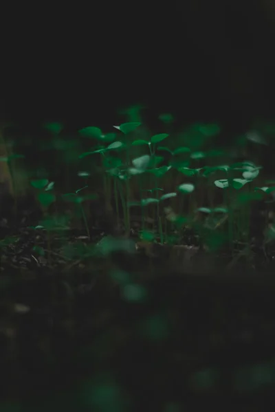 Mini Gröna Växter Vacker Natur Mörkt Ljus — Stockfoto