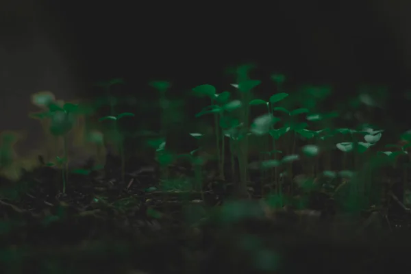 Mini Plantas Verdes Hermosa Naturaleza Luz Oscura —  Fotos de Stock