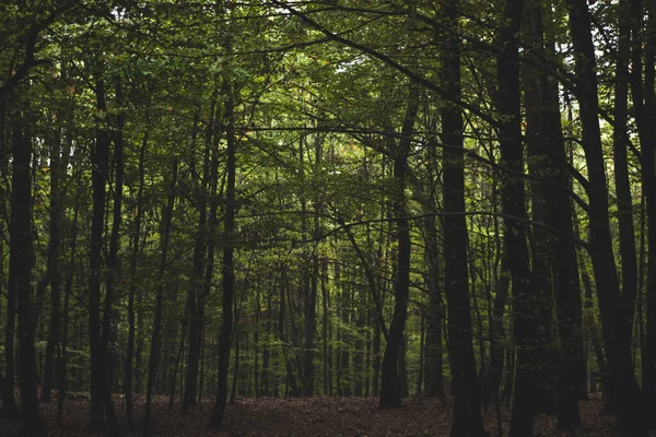 Eichenwald Farbenfroher Naturherbst Nebel — Stockfoto