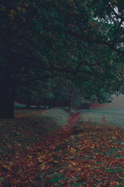 Oak forest, colorful nature autumn , fog