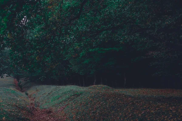 Tölgyfa Erdő Színes Természet Ősz Köd — Stock Fotó