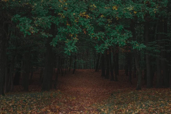 Las Dębowy Kolorowa Jesień Natury Mgła — Zdjęcie stockowe