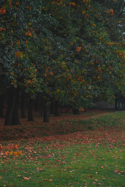 Oak forest, colorful nature autumn , fog