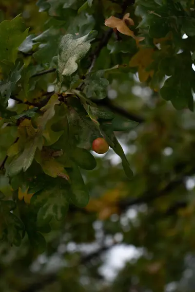 Huevo Sobre Hoja Roble Otoño Bosque —  Fotos de Stock