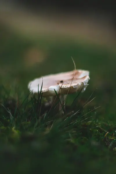 Petit Champignon Blanc Dans Herbe Automne — Photo