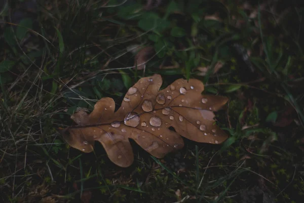 Listy Dubového Stromu Kapkami Vody Podzim — Stock fotografie