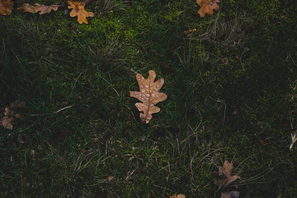 Feuille Chêne Avec Gouttes Eau Dessus Automne Automne — Photo