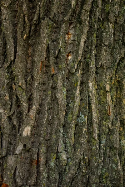 Textura Dubu Dřevitá Příroda Život — Stock fotografie