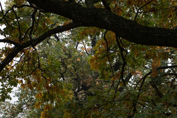 Eichenblätter Farbenfroher Herbst Natur Schönheit — Stockfoto