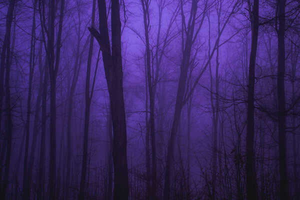 Misty forest, fog, mystery darkness