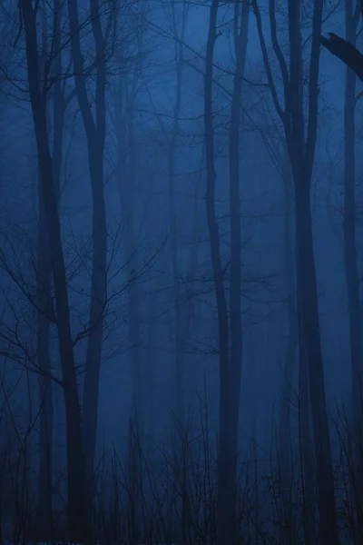 Floresta Nebulosa Nevoeiro Escuridão Misteriosa — Fotografia de Stock