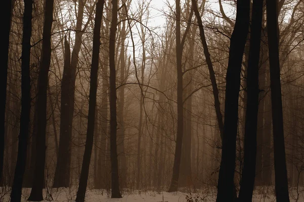 Misty forest, fog, mystery darkness