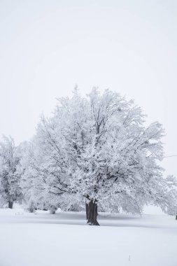 Kışın beyaz orman, soğuk kar