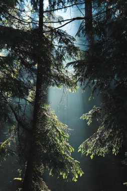 Çam ormanı, ağaçlara düşen su damlaları, etrafını saran sis, güneş ışığı...