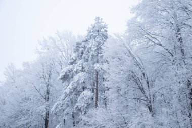 Kışın beyaz orman, soğuk kar