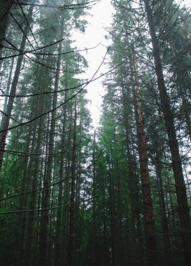 Uzun boş ağaçları olan çam ormanı, alçak ışık