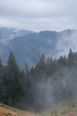 Etrafı bulutlarla çevrili çam ormanı, gizem.