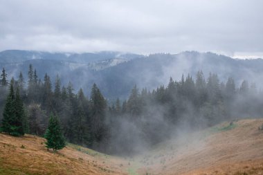 Etrafı bulutlarla çevrili çam ormanı, gizem.