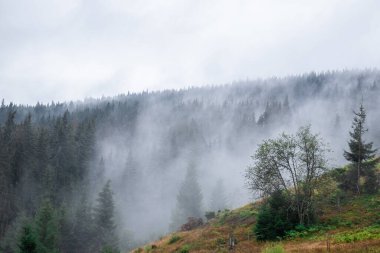 Etrafı bulutlarla çevrili çam ormanı, gizem.